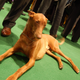 Illustration for article titled Lapdogs And Luxury Boxes: A New-Look MSG Welcomes The Westminster Dog Show